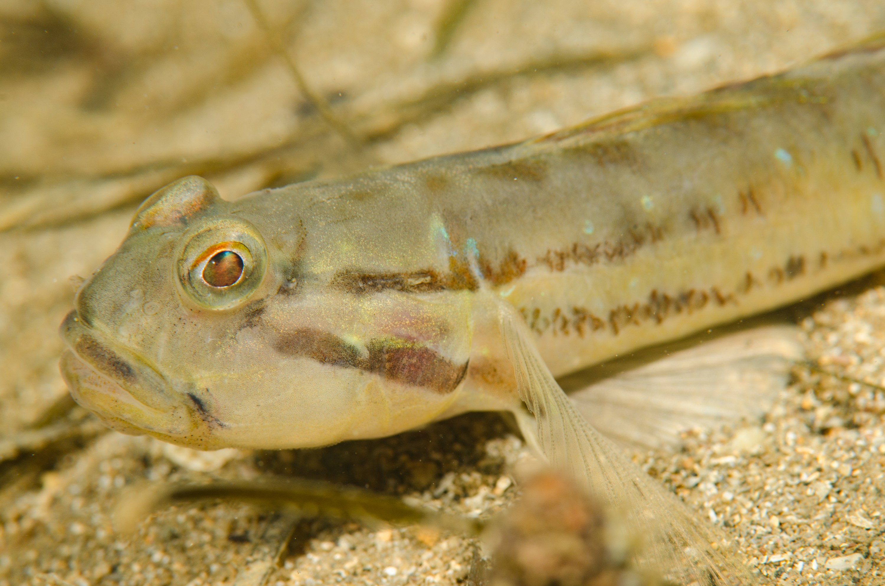 DSC_8442 – Arenigobius bifrenatus, Australian, bridled, crispin, estuary, goby, matapouri, new, nz, zealand, JAN17